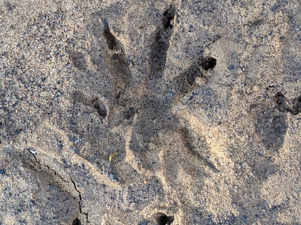 Muskrat tracks