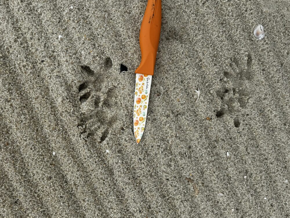 Opossum tracks