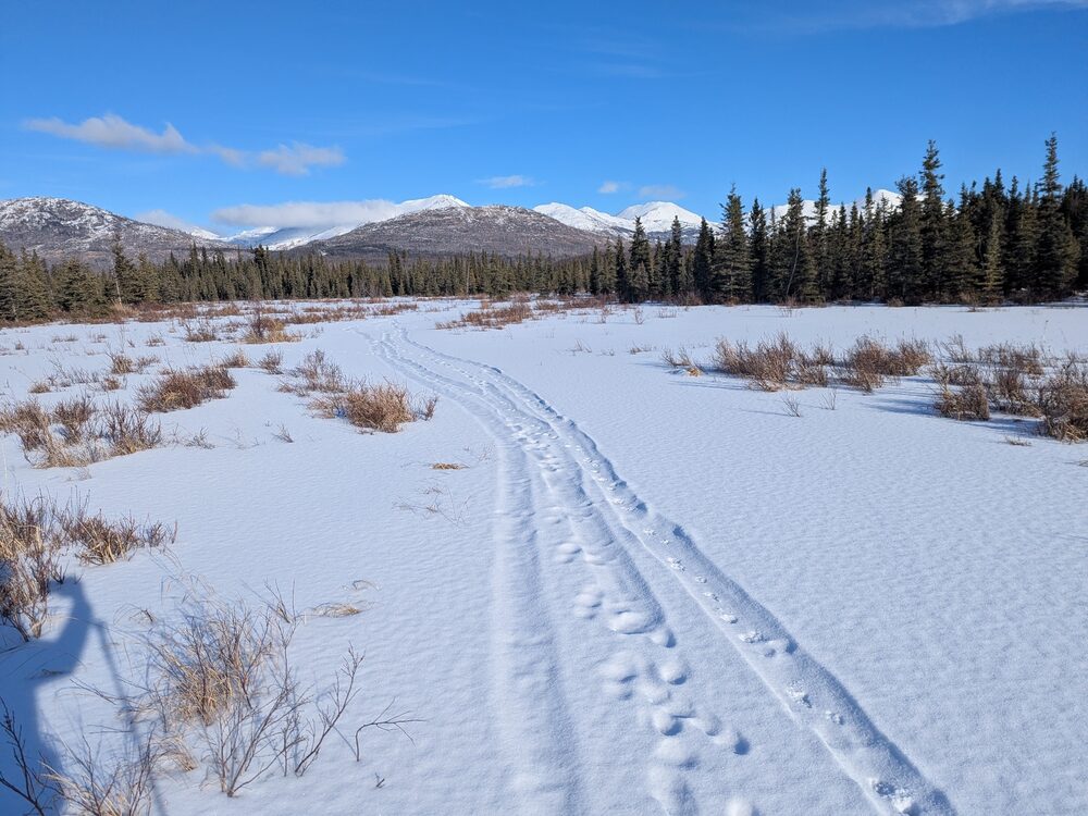River otter tracks