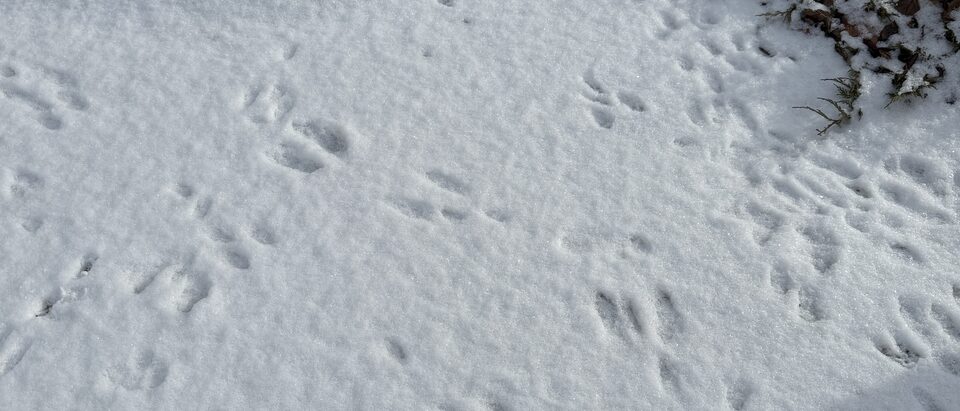 Eastern Cottontail