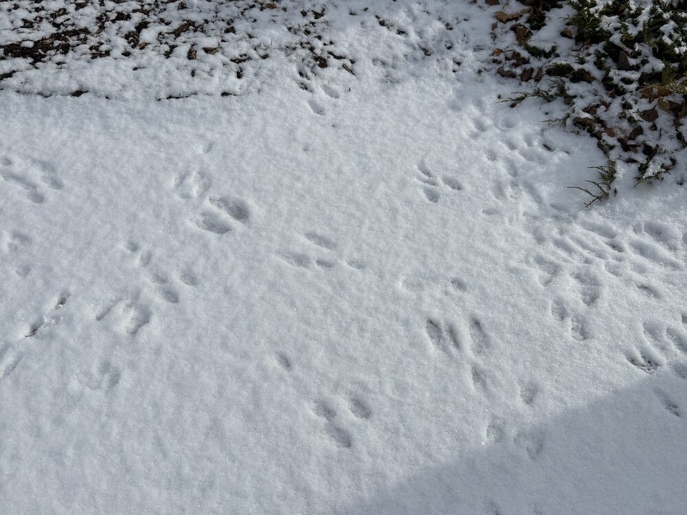 Eastern cottontail tracks