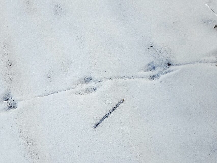 Norway rat tracks