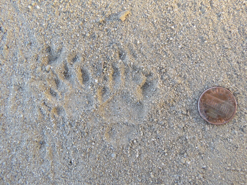 Striped skunk tracks