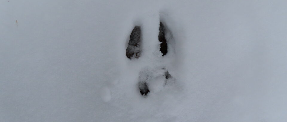 Eastern gray squirrel tracks in snow