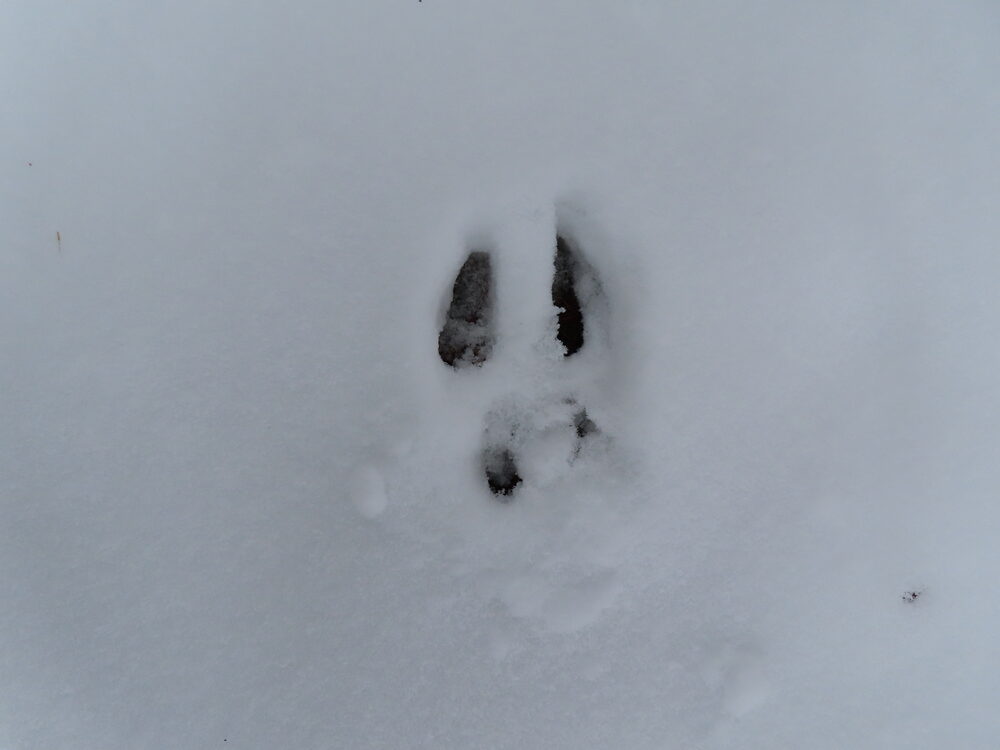 Eastern gray squirrel tracks