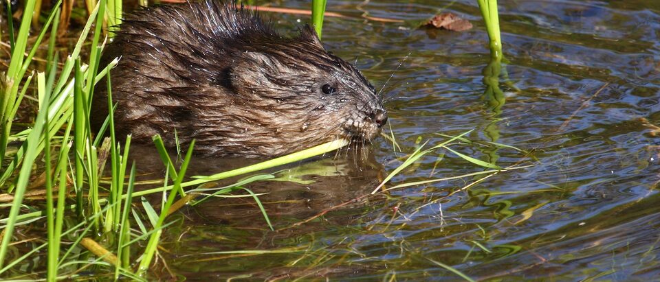 Muskrat (Ondatra zibethicus) feeding on aquatic vegetation, Cap Tourmente National Wildlife Area, Quebec, Canada