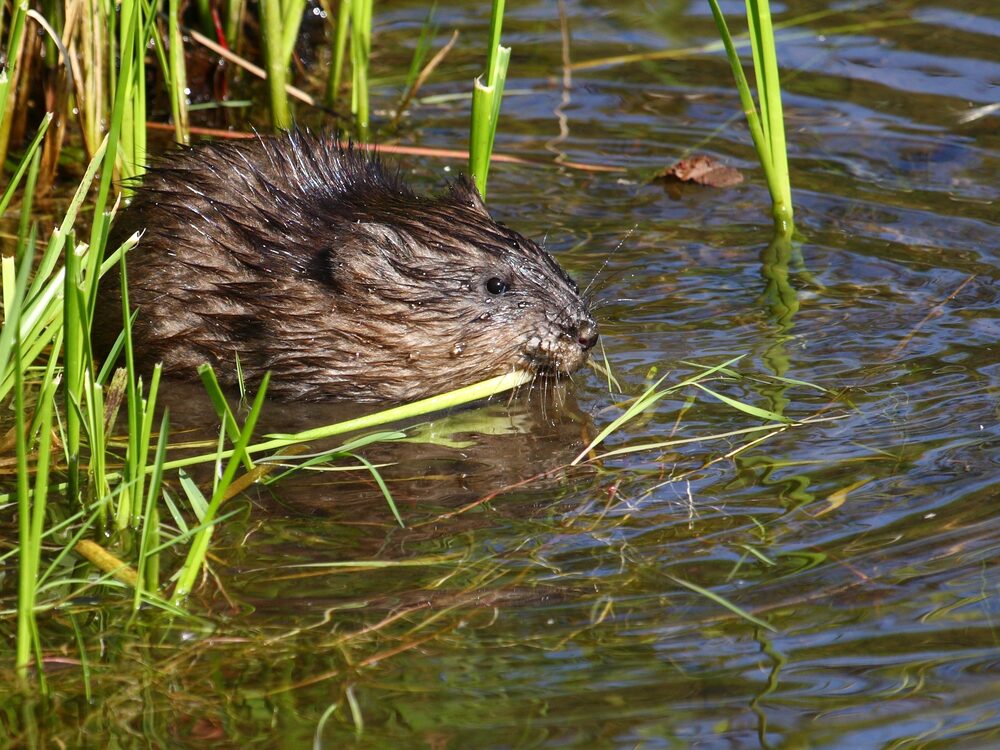 Muskrat