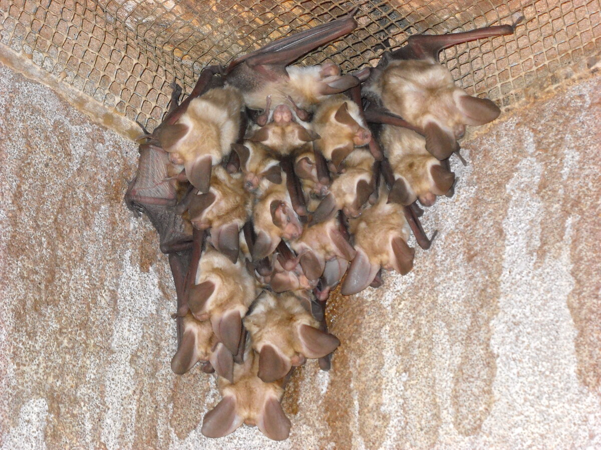 Bats roosting on a wall beside exclusion netting during a home inspection