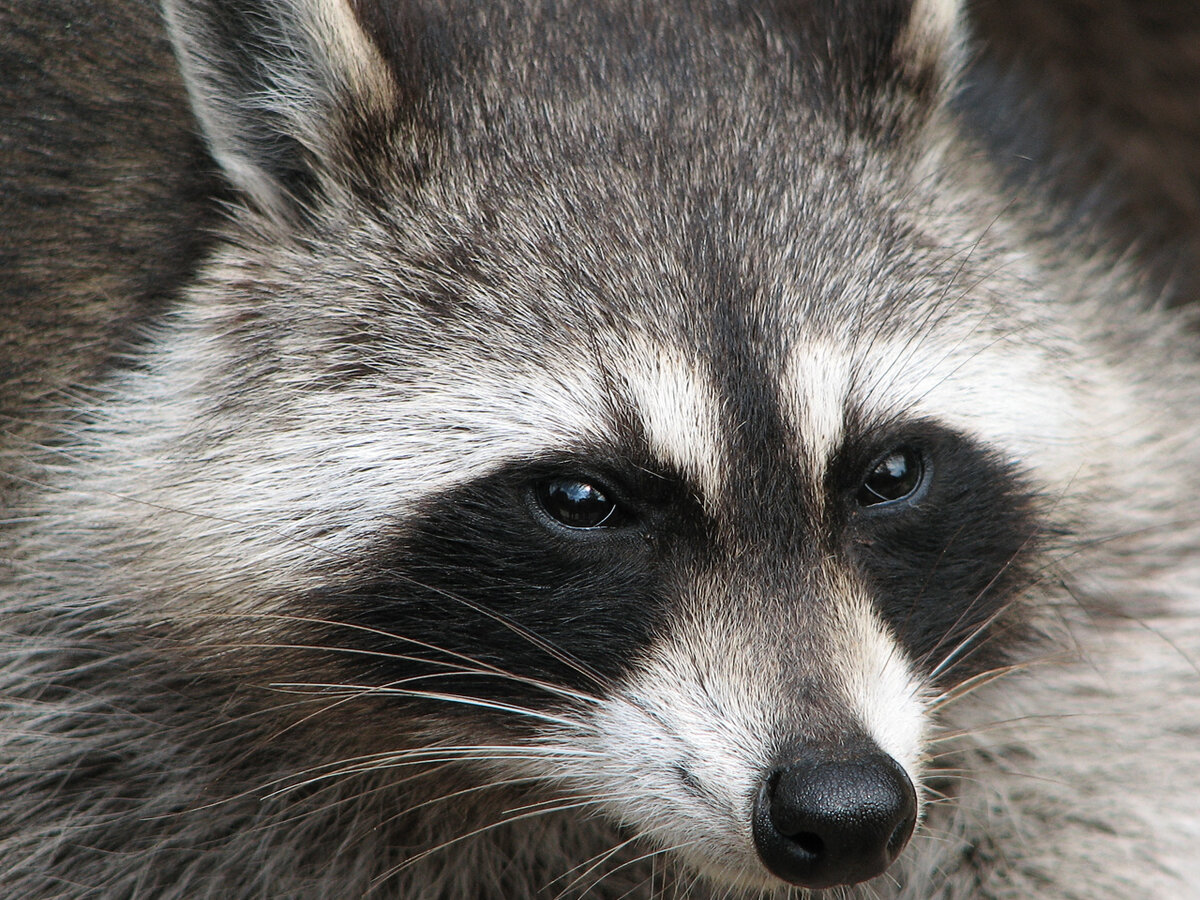 A raccoon at dusk, the animal behind most late night attic calls