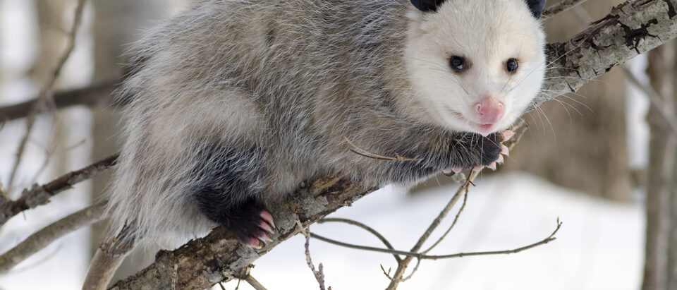 The 7 Best Possum Repellents