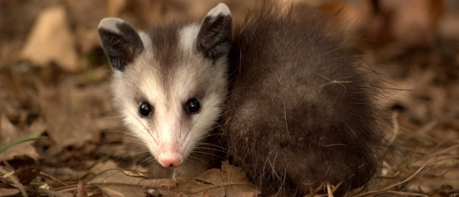 Young Virginia Opossum crouching in a patch of oak leaves.