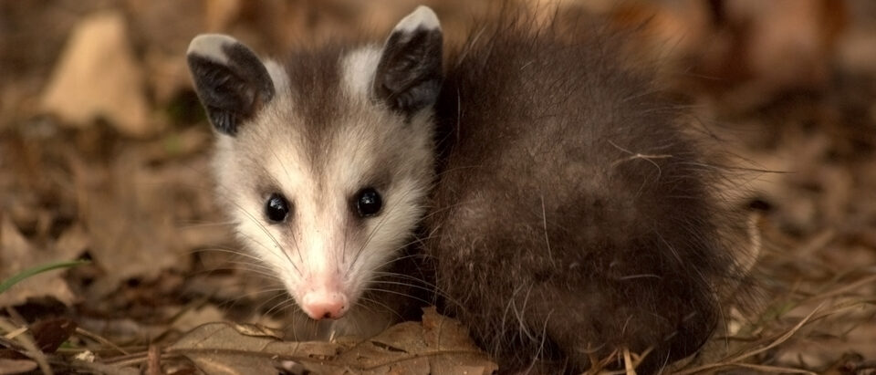 The 7 Best Possum Baits and Lures for Trapping