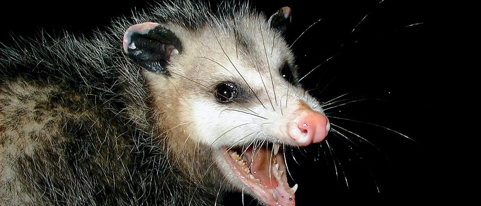 The Ultimate Possum Control Guide: Baits, Traps & Prevention