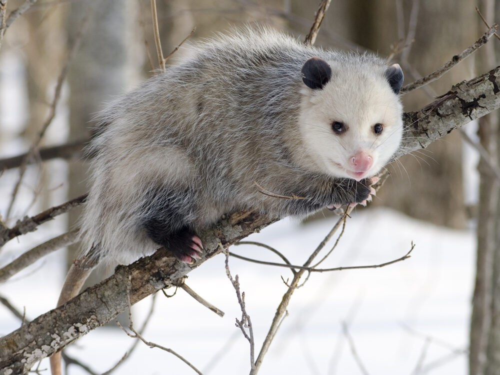 Virginia opossum