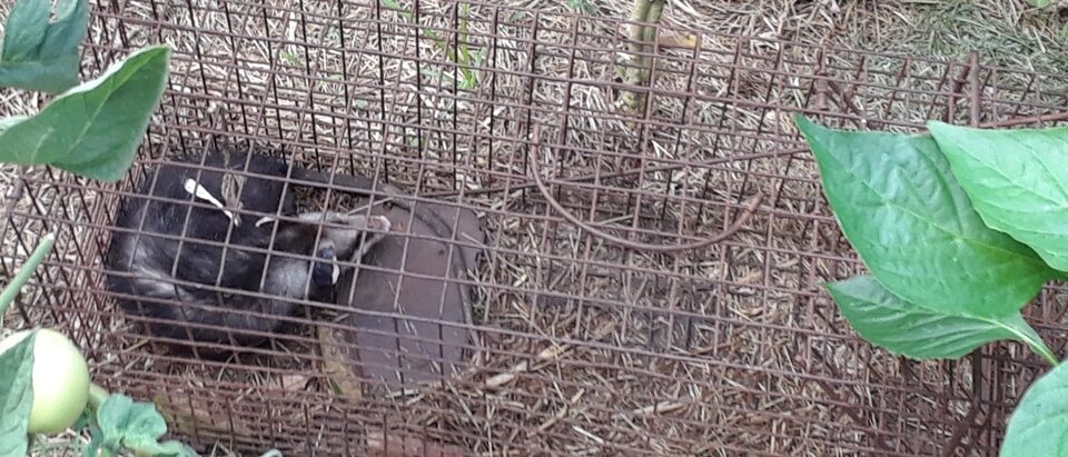 The 7 Best Possum Traps and Cages