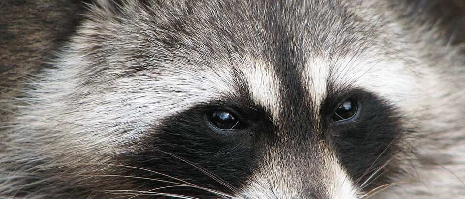 Raccoon (Procyon lotor).