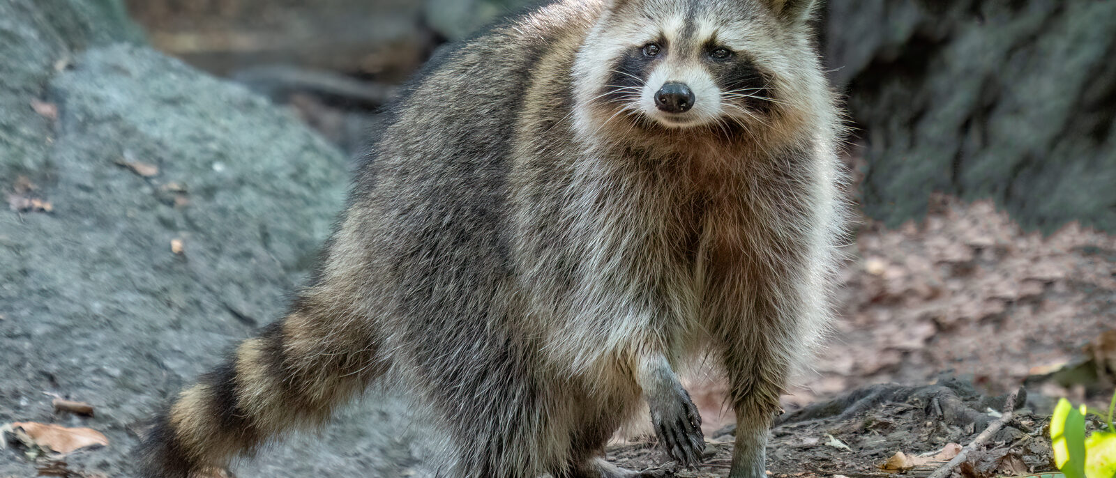 Raccoon (Procyon lotor) in the Central Park Ramble