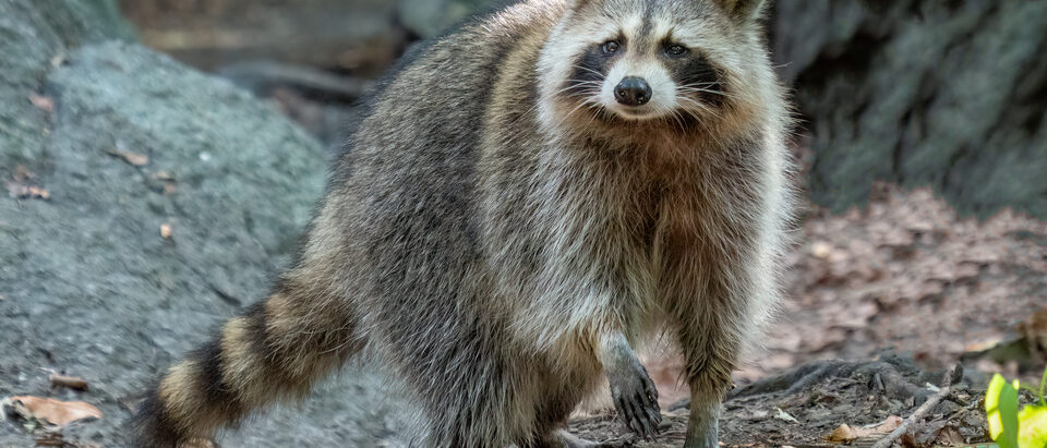 Raccoon (Procyon lotor) in the Central Park Ramble