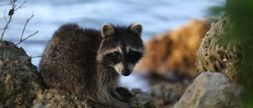 (Procyon lotor) The raccoon , also known as American raccoon, is a medium-sized mammal native IN North America.