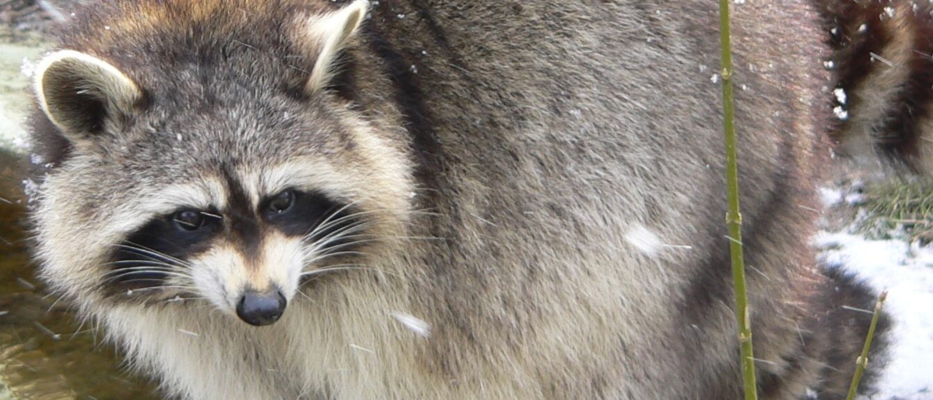 A Raccoon at Cologne Zoo