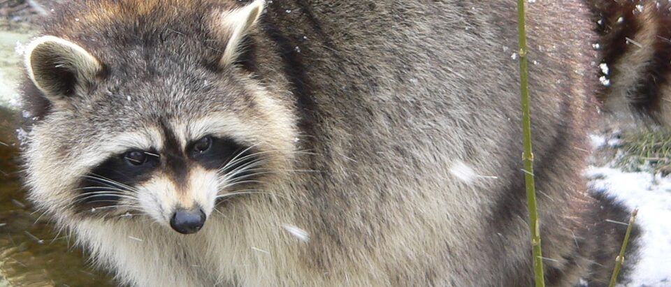 The 7 Best Raccoon-Proof Fencing and Exclusion Products