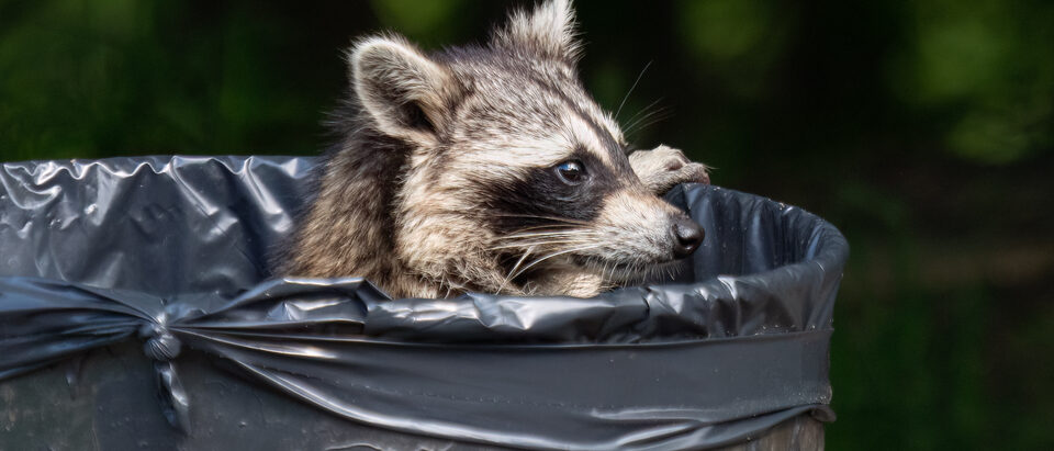 Raccoon in a garbage can in Prospect Park