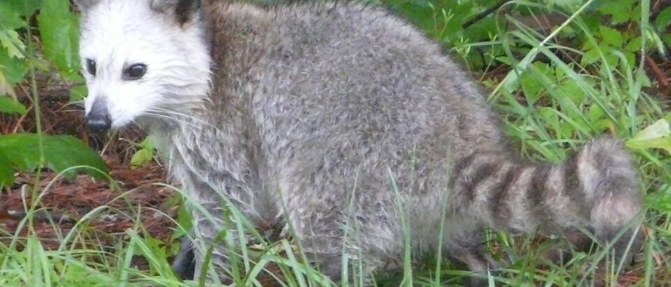Raccoon walking through grass, ringed tail in view