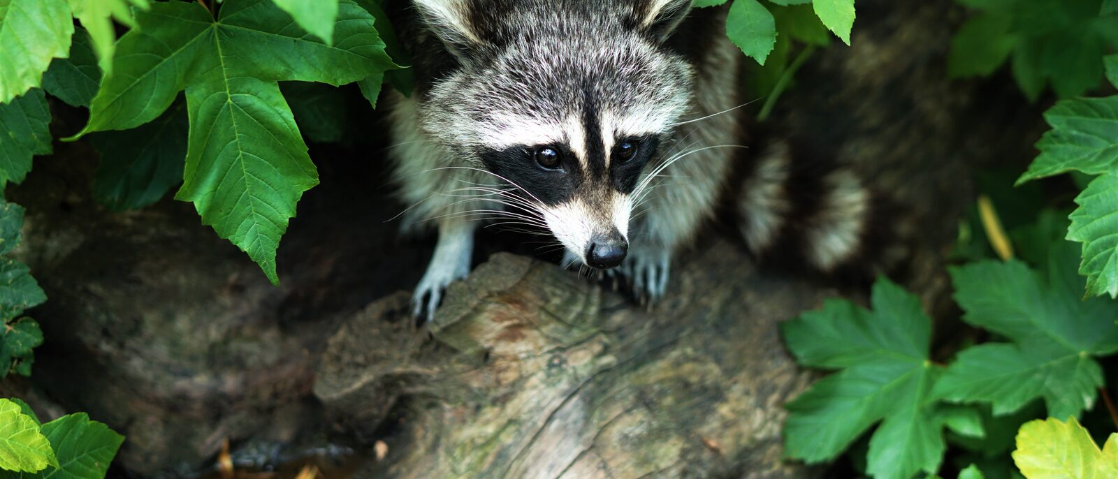 Raccoon foraging on a fallen log among leaves.