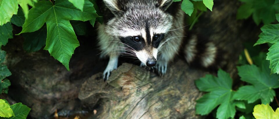 Raccoon foraging on a fallen log among leaves.