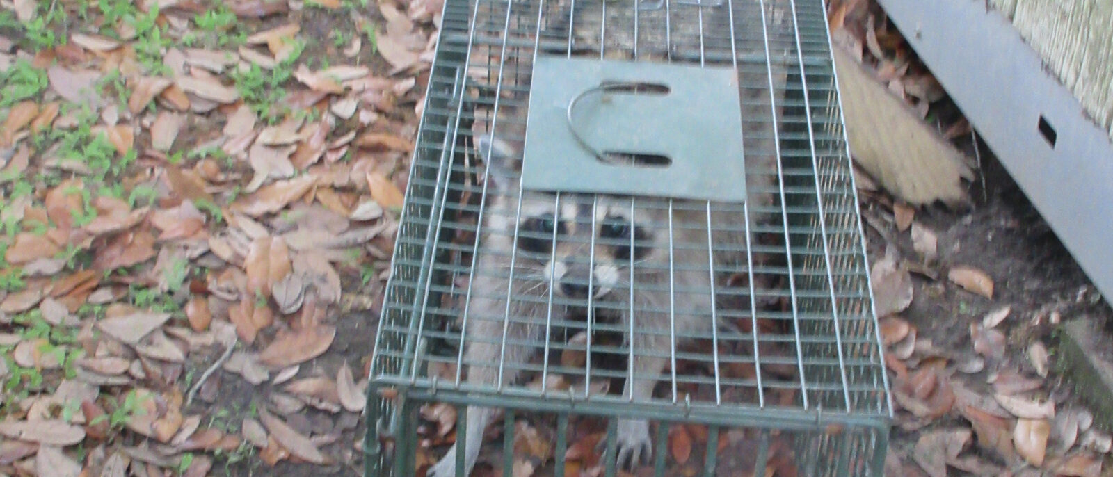 Louisiana Raccoon in metal live catch-trap, 31 March 2026.
Raccoons are not uncommon even in residential areas of S. E.