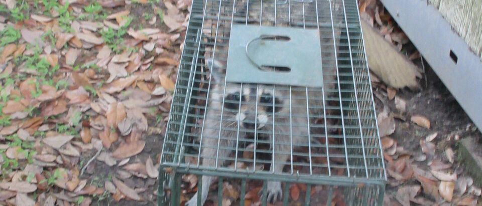 Louisiana Raccoon in metal live catch-trap, 31 March 2026.
Raccoons are not uncommon even in residential areas of S. E.