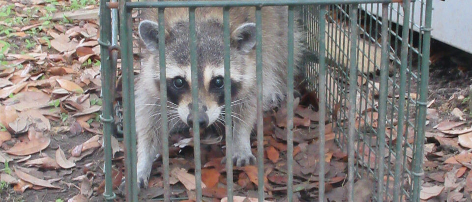 Louisiana Raccoon in metal live catch-trap, 31 March 2026.
Raccoons are not uncommon even in residential areas of S. E.