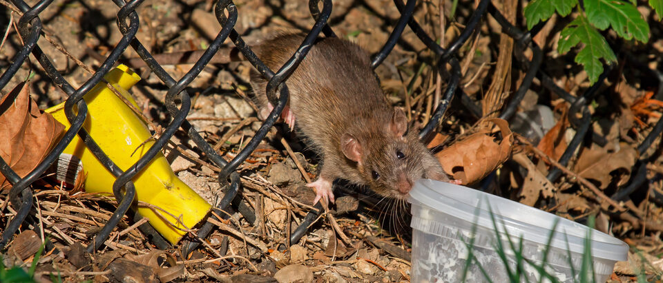 Brown rat (Rattus norvegicus) also called Norway Rat or Common Rat, claiming abandoned food container in Mathias Baldwin Park, Philadelphia, Pennsylvania, USA.