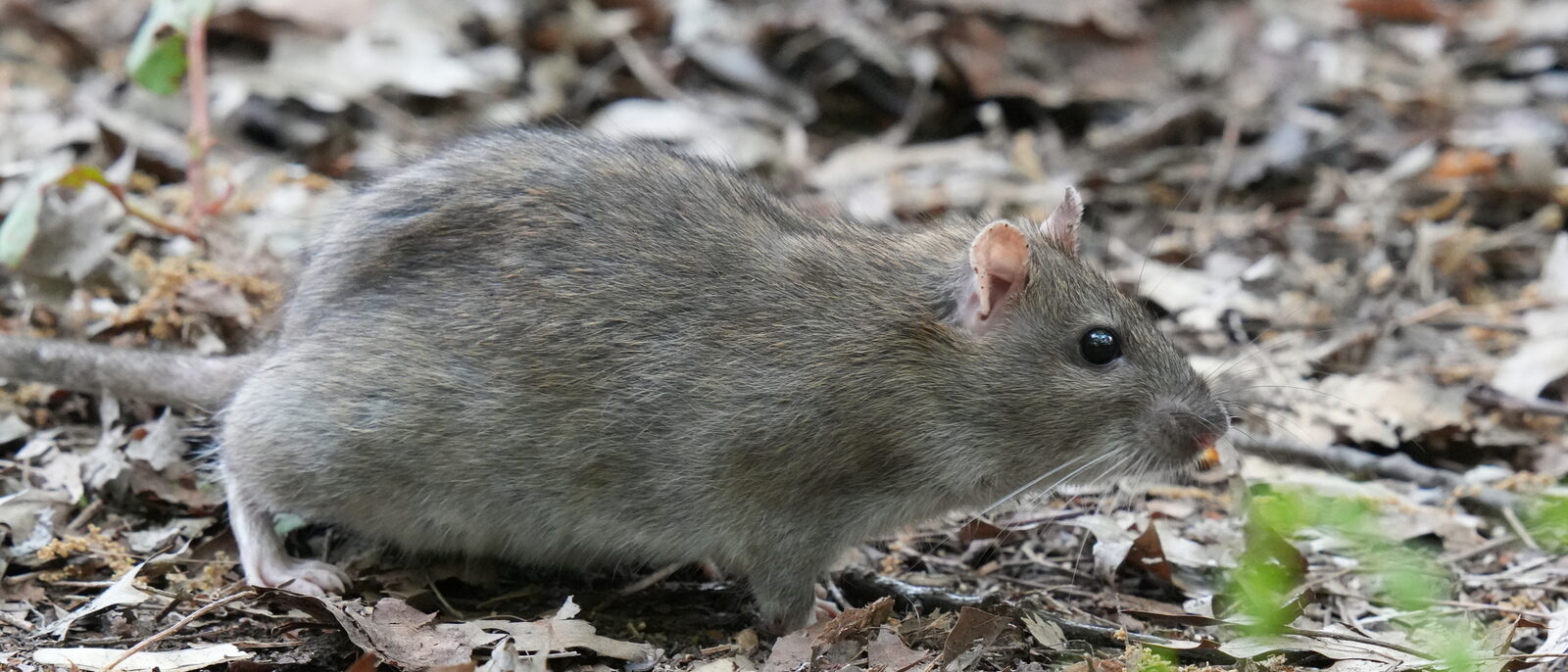 Norway rat foraging in leaf litter