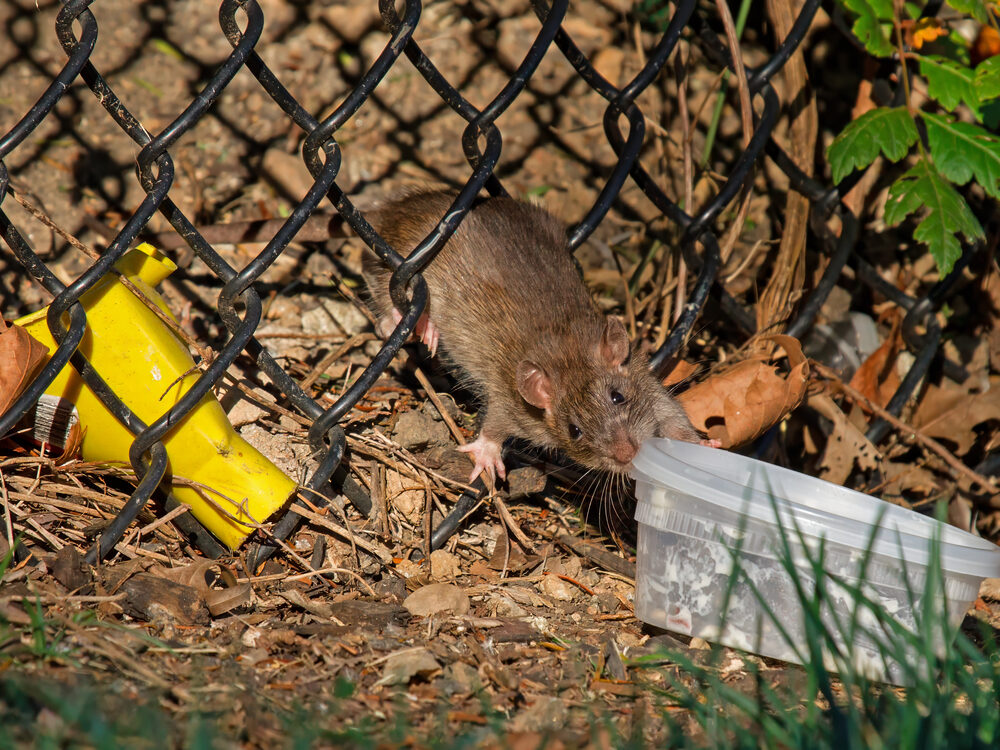 Norway rat