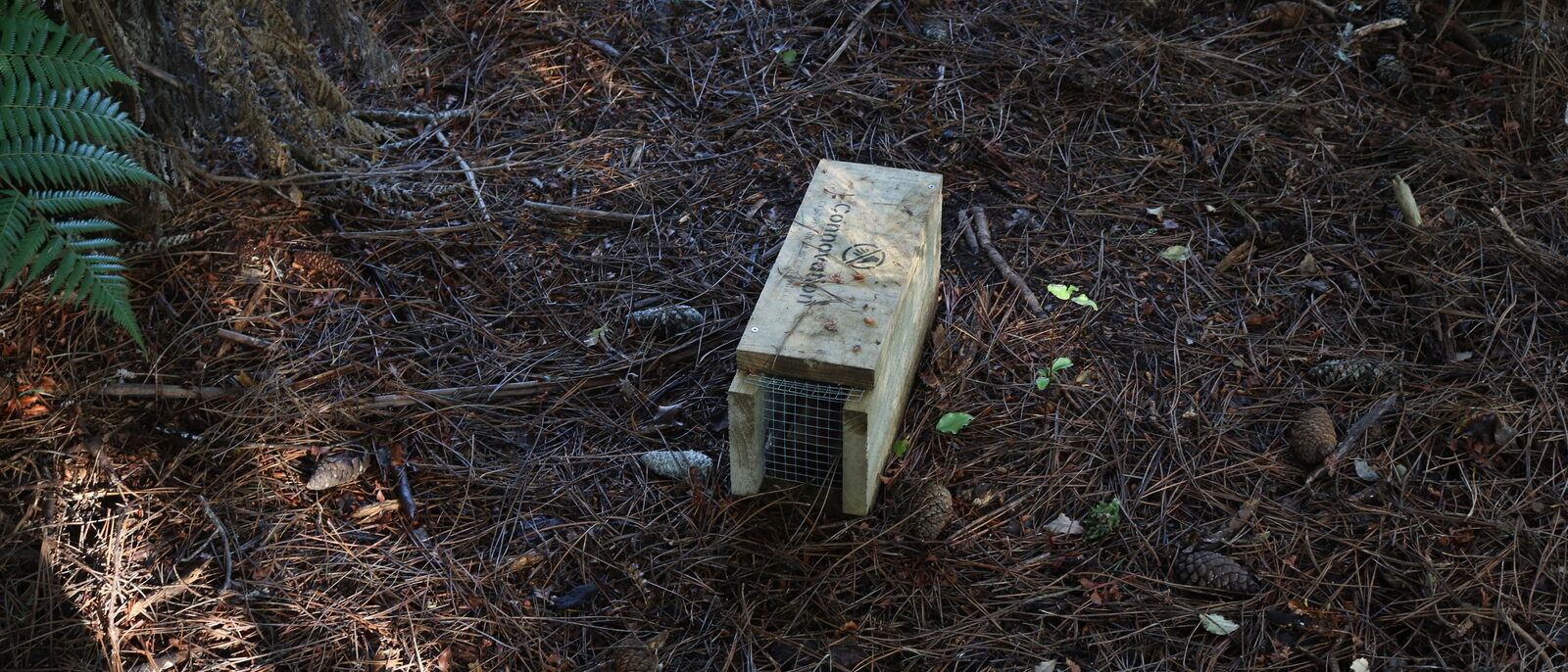 Rat trap in Burnside Escarpment, Albany, Auckland.