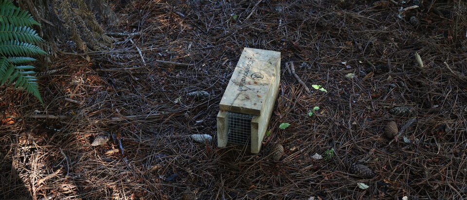 The 6 Best Rat Traps That Actually Work