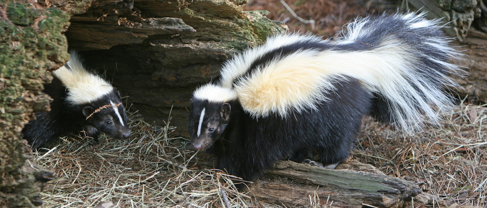 Striped Skunks (Mephitis mephitis)