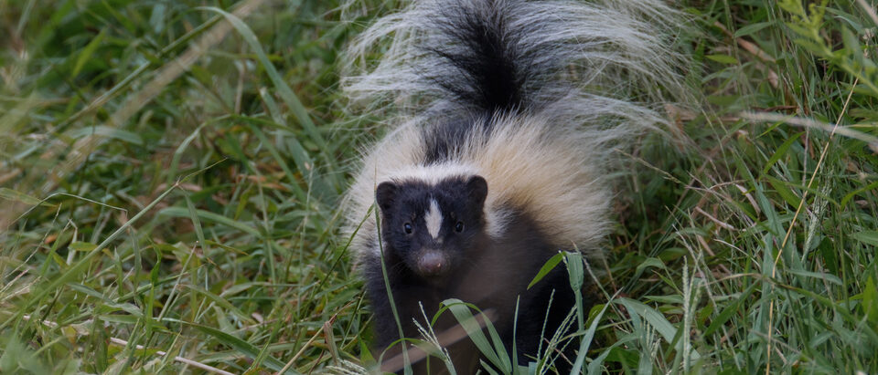 Skunk Mating Season and Behavior Guide
