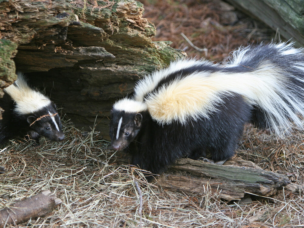 Striped skunks