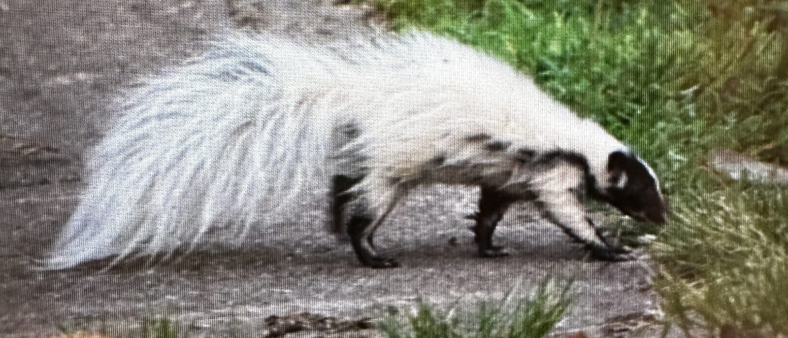Striped skunk walking along a garden path