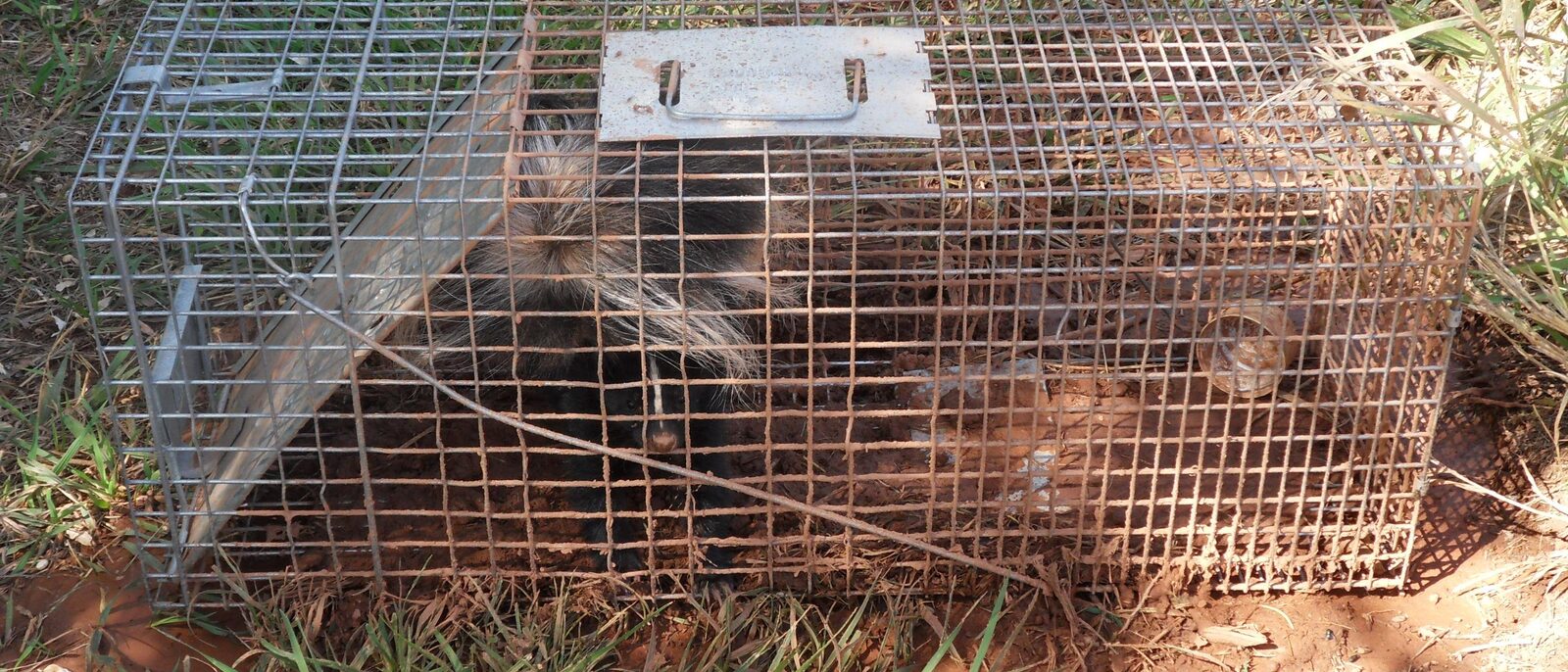 A trapped skunk