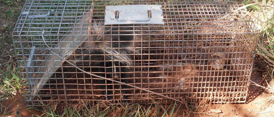 The 4 Best Skunk Traps for Safe Removal