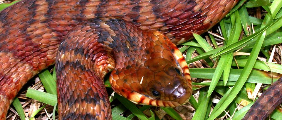 snake-banded-water