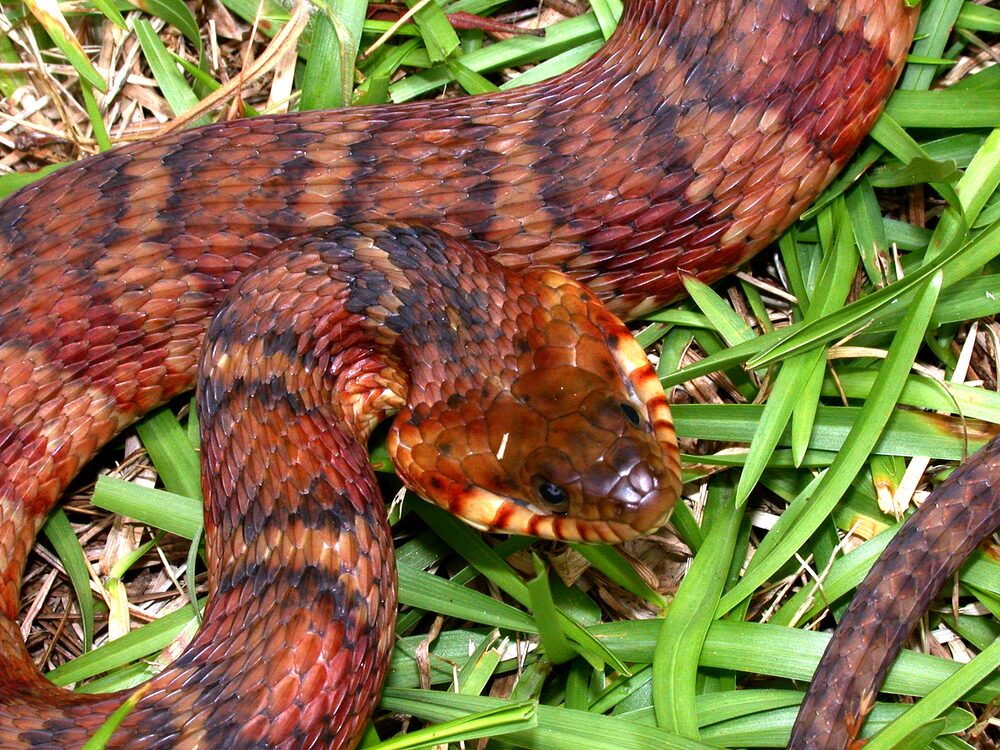 Banded water snake with reddish crossbands in shallow water