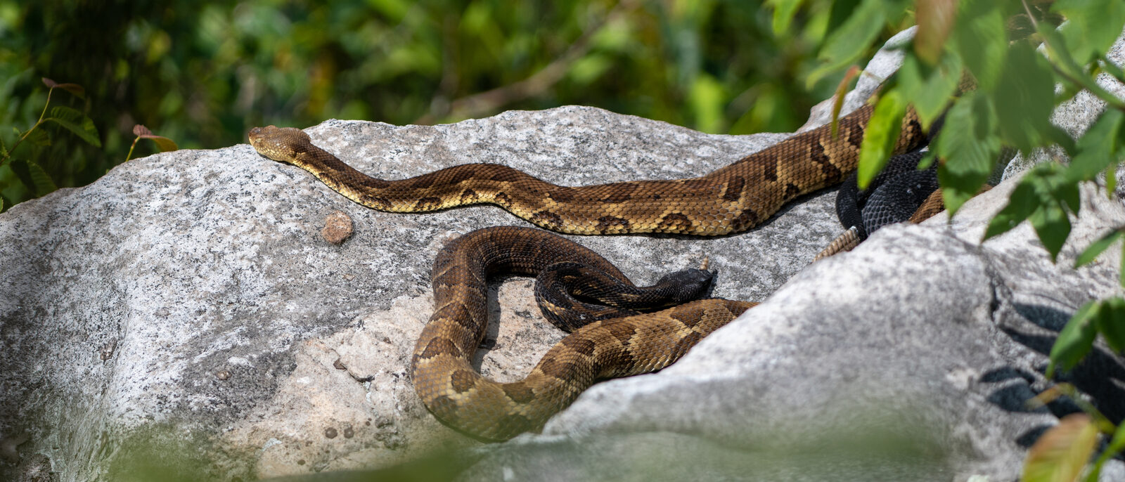 Two timber rattlesnakes on a rock