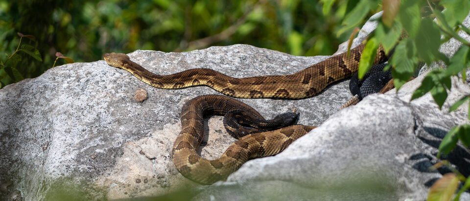 The 7 Best Snake Boots: Protection You Can Trust