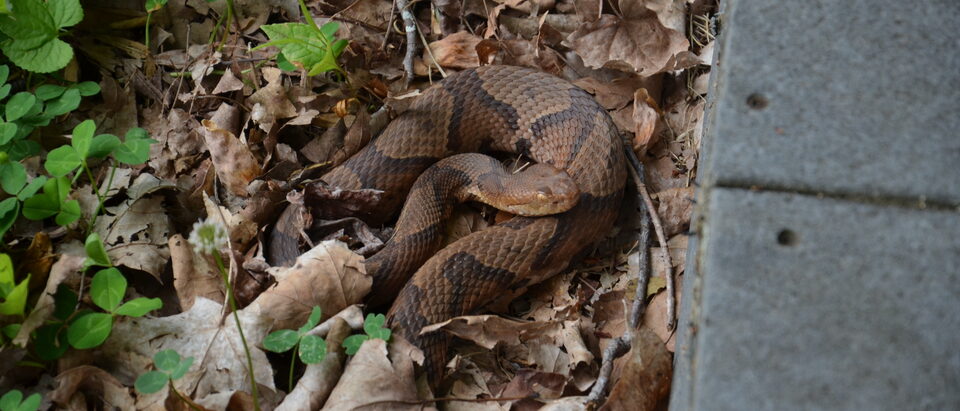 A copperhead among dead leaves Venomous snakes of Russell Cave