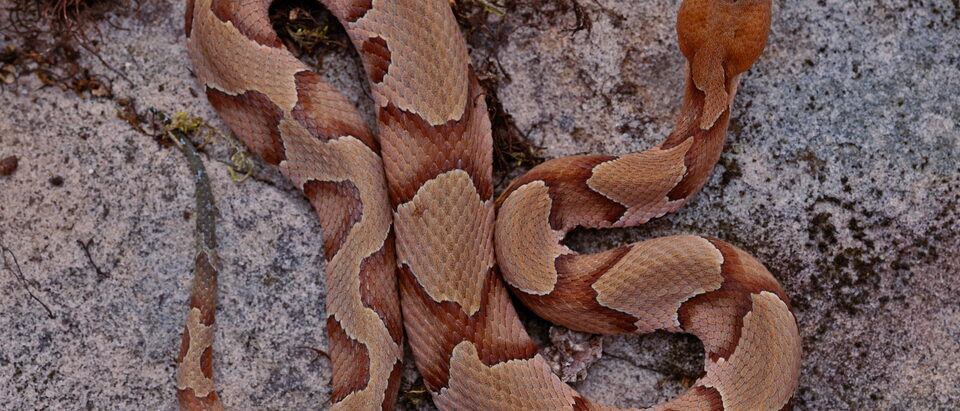 April 12th, 2026 11:00AM High of 75 degrees Fahrenheit Low of 62 degrees Fahrenheit 68 degrees Fahrenheit at capture This young snake was the first significant find of the day. It was flipped under a medium sized sandstone rock on a south facing wooded hillside. The rock itself was next to a small t
