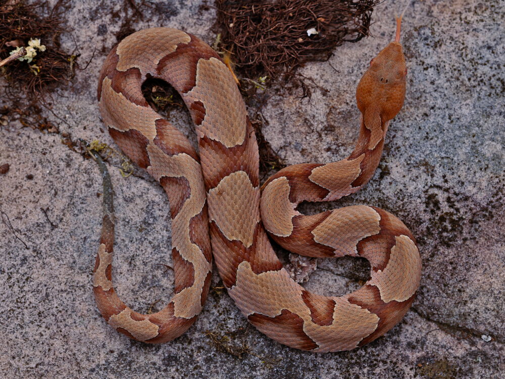 Copperhead with hourglass crossbands coiled on dark leaves